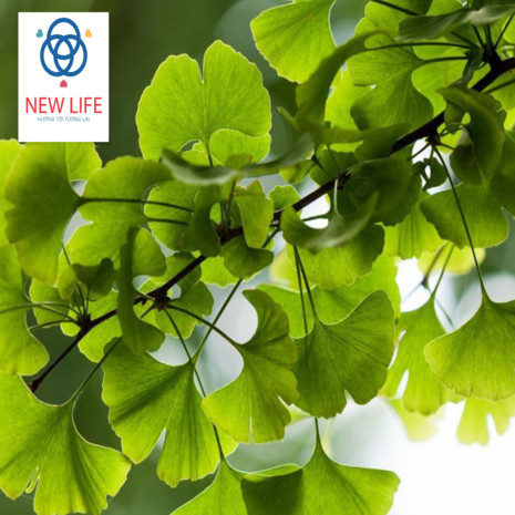 CÔNG TY TNHH XUẤT NHẬP KHẨU NEW LIFE